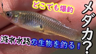 【タナゴ釣り】釣っても釣っても魚が増えていく水路【小物釣り】