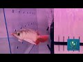 「ku龍魚館」ku赤麟焰紅龍❤️ taiwan top red arowana