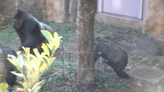 ハオコまた暴走！みんなに追いかけられて逃げ回る　上野動物園 ゴリラ🦍　2024年12月22日