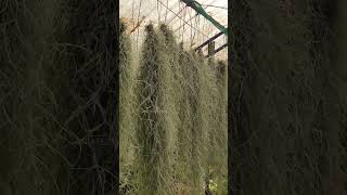 ഒരു പരിപാലനവും വേണ്ടാത്ത ചെടി| Spanish moss (Tillandsia usneoides)