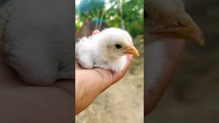 ମୋ ନୁଆ ସାଙ୍ଗ 🐥🥰#shortsvideo #minivlog #tranding #viral