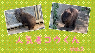 【wombat】人気者コウくん Vol.2☆(He is a popular wombat)