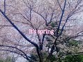 🌸桜の季節 フラピクニックin久宝寺緑地公園