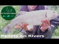 Fishing with pellets on rivers - Bristol Avon Chub