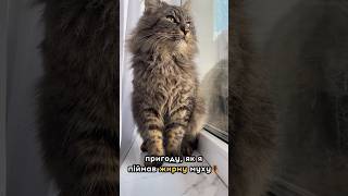 Як Маман приходить з роботи і розказує як пройшов її день 😺🙄🪰 #funny #cat #shorts