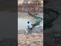 catching fish in my pond បូមទឹកចាប់ត្រីអាំងហូបទាំងយប់ streetfood fishing shortvideo