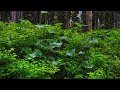 Sleep Sounds of Rain in Lush Forest | Relaxing Rainstorm Forest Sounds