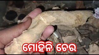 ମୋହିନୀ ଚେର | Mohini Chera | Mohini jad | Mohini Osho | Mohini tantra | Mohini Vidya | Mohini mantra