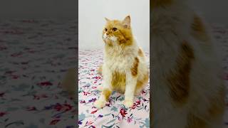 billu se bachna na mumkin hai🤣🤣 #catcomedy #billicomedy #catvideo #viralcat #sajidcat