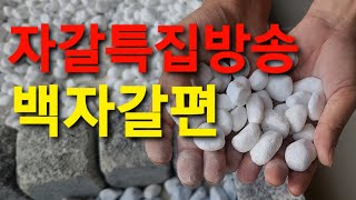 자갈 특집방송 백자갈편