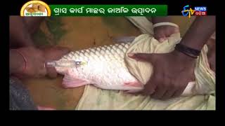 ଅନ୍ନଦାତା | Annadata |  ଆମ୍ବ ଗଛ ଚାଷ  | 14th Oct 2017 | ETV News Odia