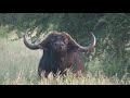 Getting "THE LOOK" from a Buffalo Bull |🇿🇦  Schoongezicht