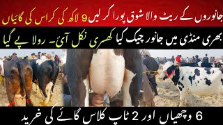 Price of crossbred cows in mandi II Mandi me khusri wachi pakri gae II Top class crossbred cows