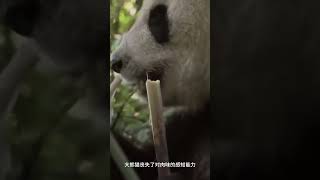 #大熊猫 大熊猫为啥吃肉不“香”了？【CCTV纪录】