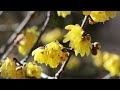 越谷梅林公園 早咲きの紅梅 2024年1月25日 koshigaya plum grove park ★red plum blossoms 4k