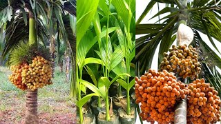 arecanut plant (superhit plant) wholesale nursery call me 9365037926