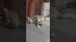 【cat】看到一只警惕性非常强的狸花猫咪#cute #pets #shorts