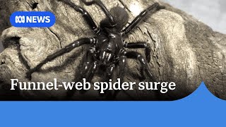 Sydney expected to see surge in highly toxic funnel-web spiders | ABC NEWS