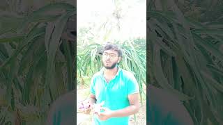 Five year Experience about dragon fruit farming in tamil #dragonfruitfarming#yellowdragonfruit#vlog