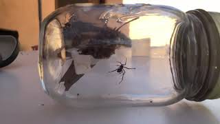 Black Widow Spider vs. Brown Widow