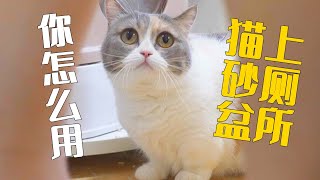 猫把马桶堵了，还抱怨我用猫砂盆上厕所