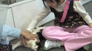 SPCA Adopt  香港愛護動物協會 ─ 領養寵物