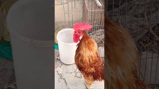 Adorable Rooster Crowing Loudly | Amazing Rooster Crowing Sound 🐓 #shorts