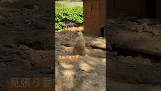 みはりのミーアキャット／のんほいパーク［YouTube動物園］