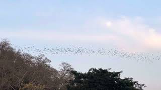 Millions of bats flying out of the cave at Wat Khao Ching Pran at dusk in  Rachaburi, Thailand.