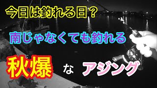 今日は釣れる日？南じゃなくても秋爆なアジング 知多半島