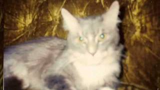 Beloved Pets - Gone But Not Forgotten