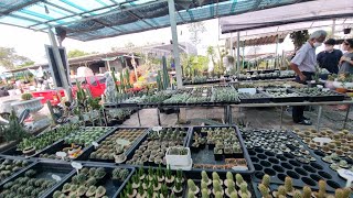 ร้านร่วมใจ ขายแคคตัส และอุปกรณ์การปลูก ตลาดต้นไม้โคกกรวด อ.เมือง โคราช  Cactus shop: named Ruamjai;