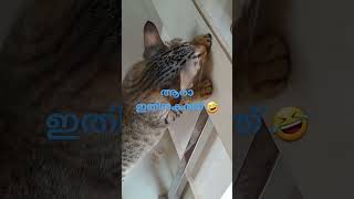 കുഞ്ഞു സിംബ കുസൃതി 🤣❤️#simba #kittens #funnycat