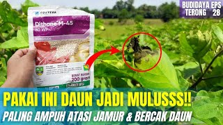 CARA MENGATASI BERCAK DAUN PADA TERONG