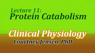Protein Catabolism (Clinical Physiology, Lecture 11)
