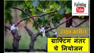 Grapes - Post grafting Management (द्राक्षा मधील ग्राफ्टिंग नंतर चे नियोजन)