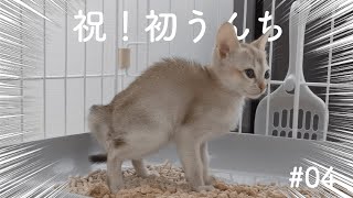 がんばって初ウンチする子猫がかわいい！【シンガプーラ】