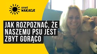 Jak pomóc psu w upalne dni? Behawiorystka radzi #OnetWakacje2