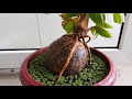 Indoor bonsai Coconut palm or Cocos nucifera tree grown from sprouted store bought coconut