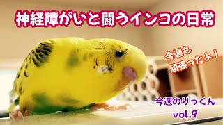 【今週のりっくん】Vol.9 神経障がいと闘うインコの日常 今週もボク頑張ったよ！