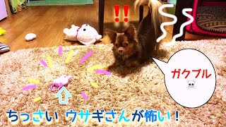 チワワ☆DAISOのピュッピュッおもちゃ☆