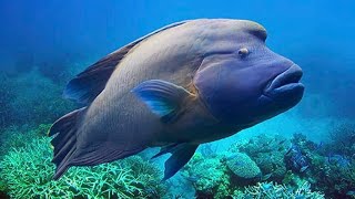 underwater fish coral reef 4k video sleep music || underwater fish coral reef 4k video