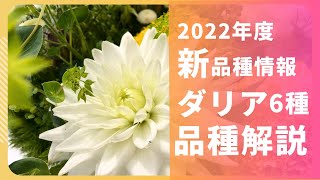 【ダリア】2022年 新品種\u0026試作品種紹介【株式会社ミヨシ】