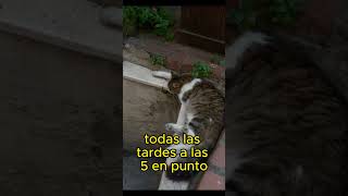 La gata que siempre volvía al mismo lugar