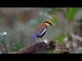 malayan banded pitta