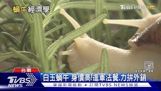 返鄉找出路自然養殖「白玉蝸牛」進軍高檔餐廳｜十點不一樣20230519@TVBSNEWS01