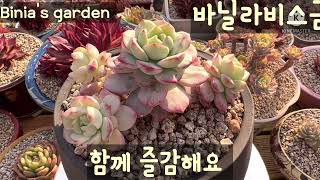 #비니아 #바닐라비스금 #바닐라비스 #에케베리아 #에케베리아속 #succulents #다육식물 #다육이 #다육 #취미생활 #예쁜다육이 #국민다육