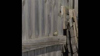 Cute House Sparrow Hops Down Fence And Grabs Ice