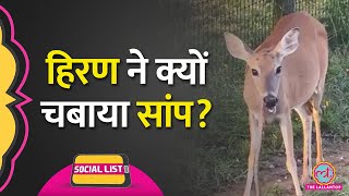 हिरण ने चबाया सांप, Viral Video देख भौंचक्के लोग बोले कलयुग चरम पर है | Social List