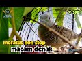 Pikat Merbuk C Tarpon Non Stop Meratus- 29 Ramadan Laman Pahang *Laman 1*